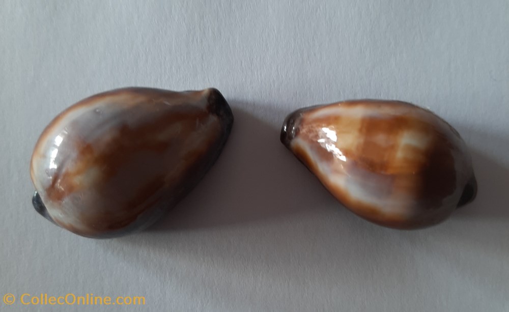 conchas fosiles gastropoda cypraea onix