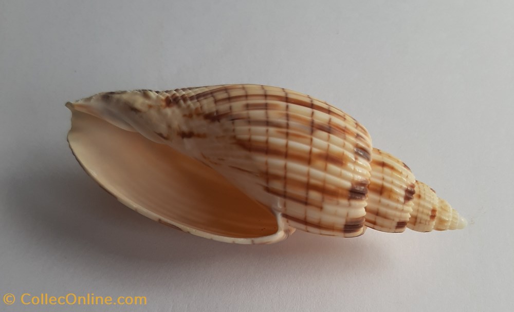 Lyria kurodai conchas fosiles gastropoda lyria kurodai
