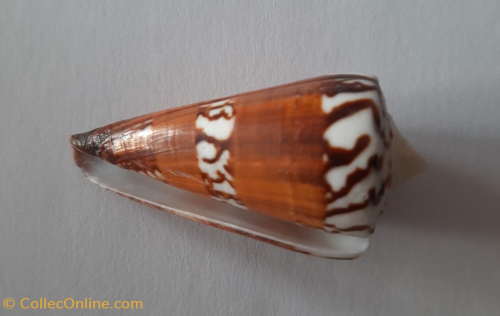 Conus Generalis conchas y fosiles gastropoda conus generalis