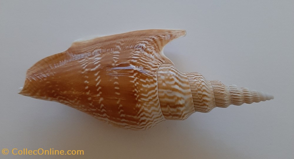 Mirabilistrombus Listeri conchas y fosiles gastropoda mirabilistrombus listeri