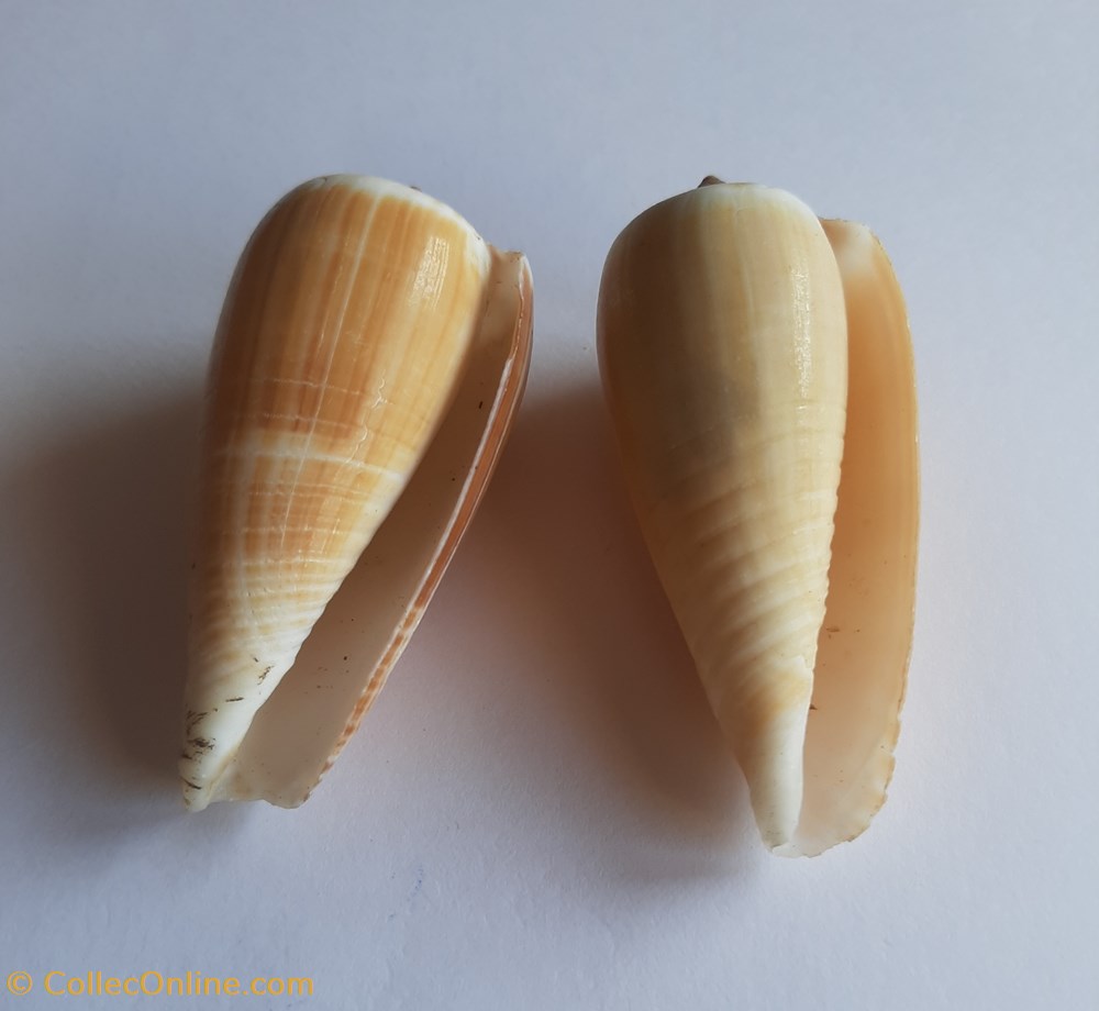 Conus radiatus conchas y fosiles conus radiatus