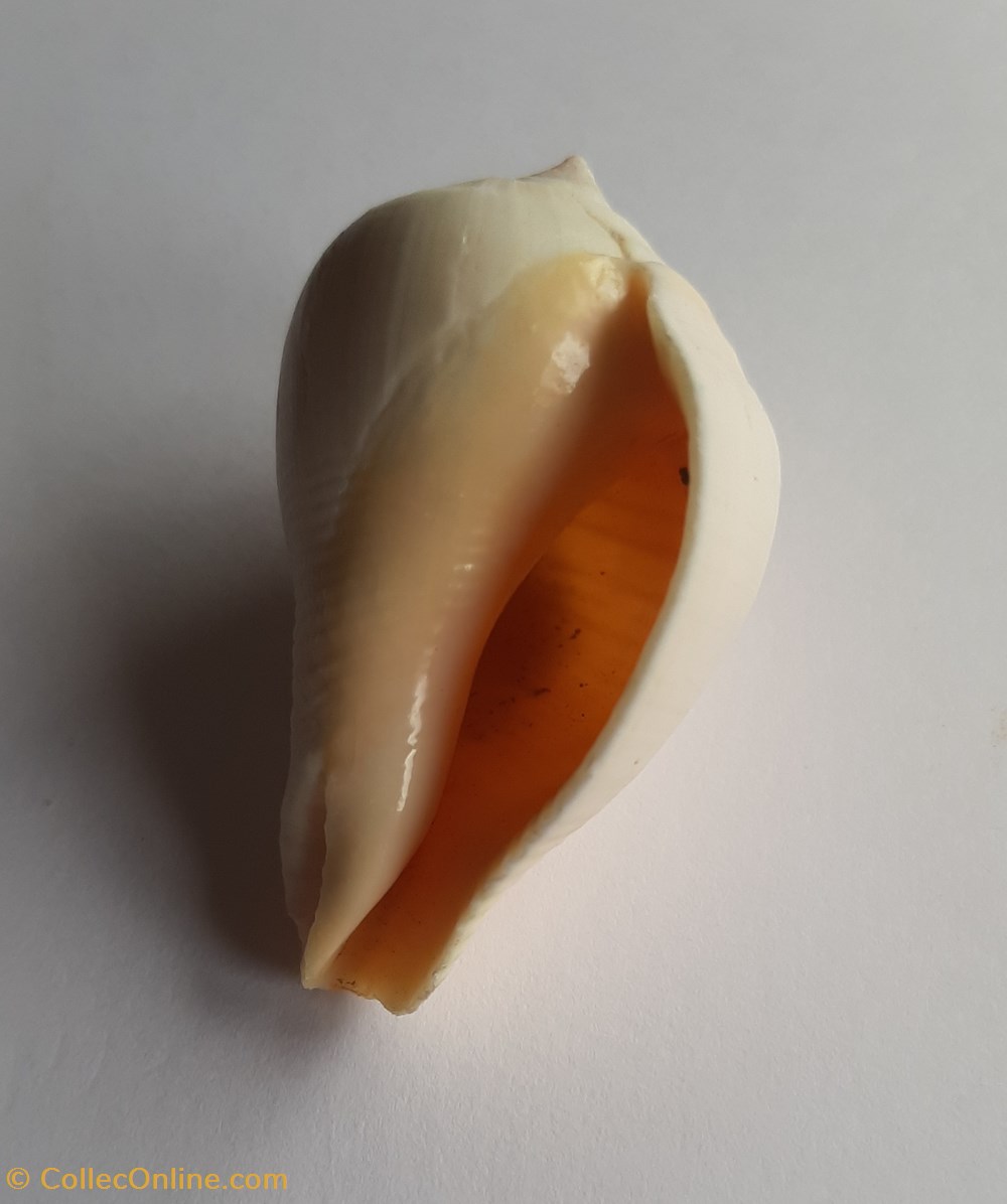 conchas y fosiles gastropoda volema paradisiaca