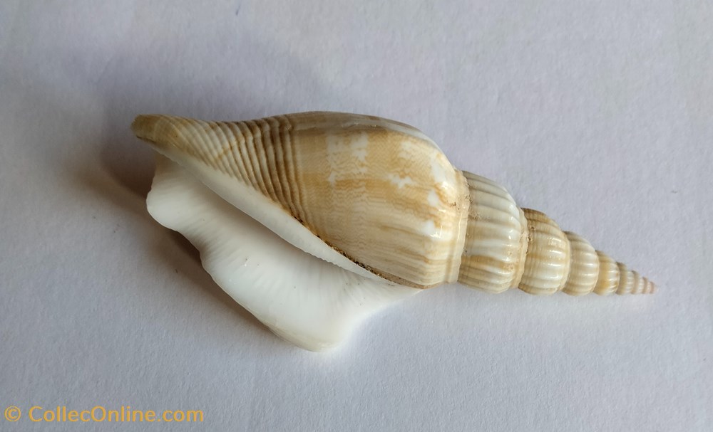 Doxander operosus conchas y fosiles gastropoda doxander operosus