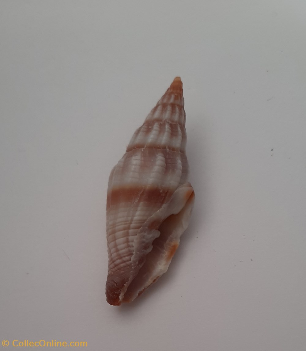 Vexilium Rugosum conchas y fosiles gastropoda vexilium rugosum