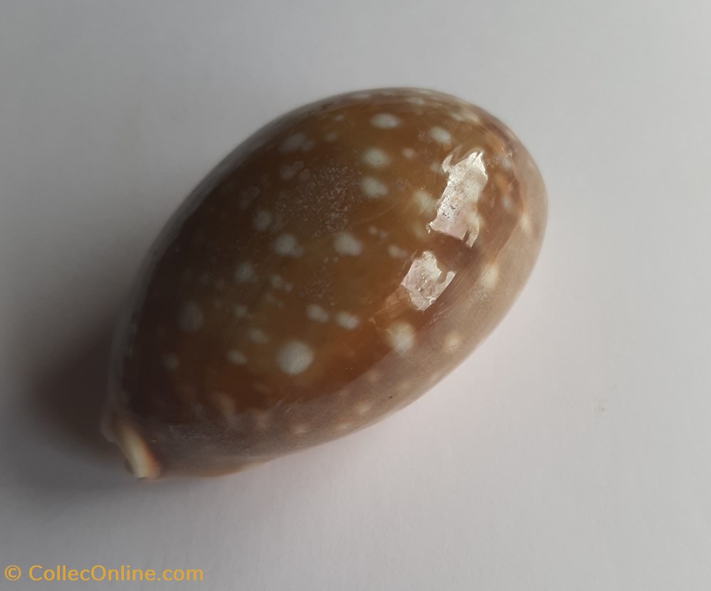 conchas fosiles gastropoda lyncina vitelus