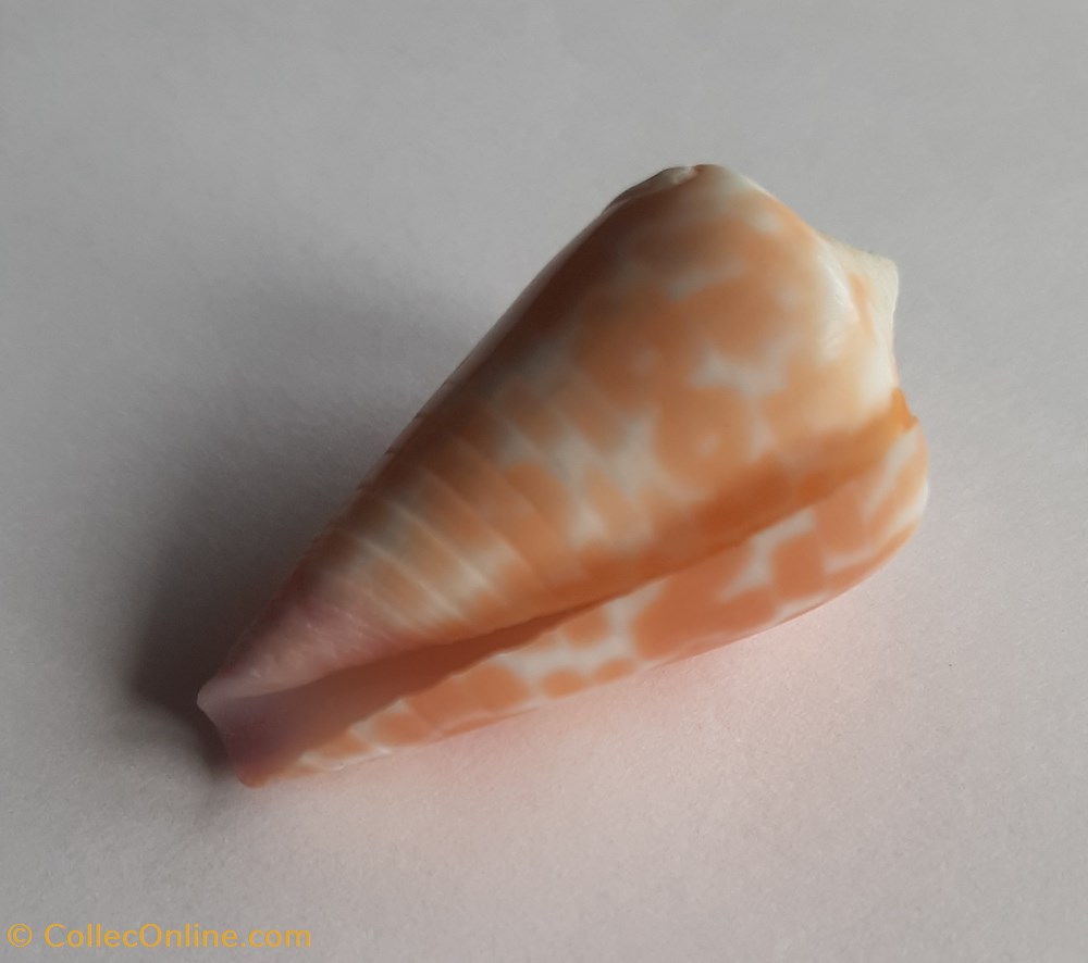 Conus tesulatus conchas y fosiles gastropoda conus tesulatus