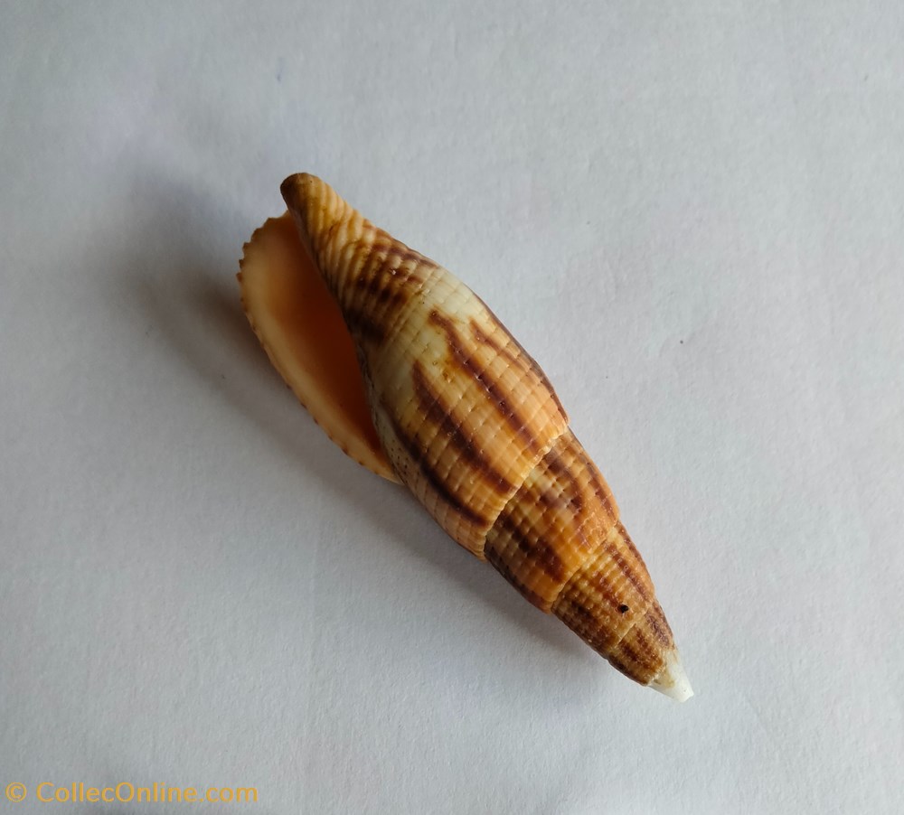 Mitra incompta o nebularia incompta conchas y fosiles gastropoda mitra incompta o nebularia incompta
