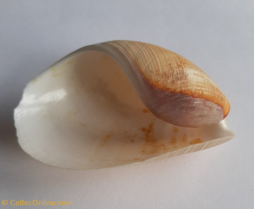 Scaphander lignarius conchas y fosiles gastropoda scaphander lignarius