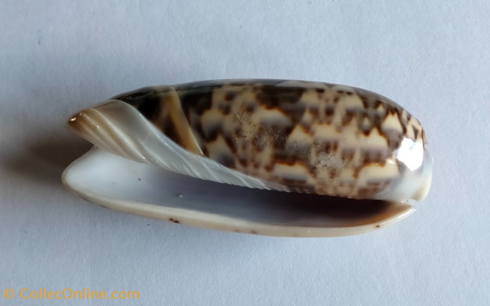 Oliva ornata conchas y fosiles gastropoda oliva ornata