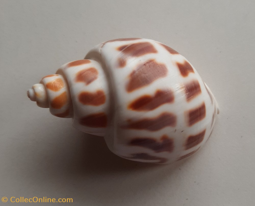 Babylonia areolata conchas fosiles gastropoda babylonia areolata