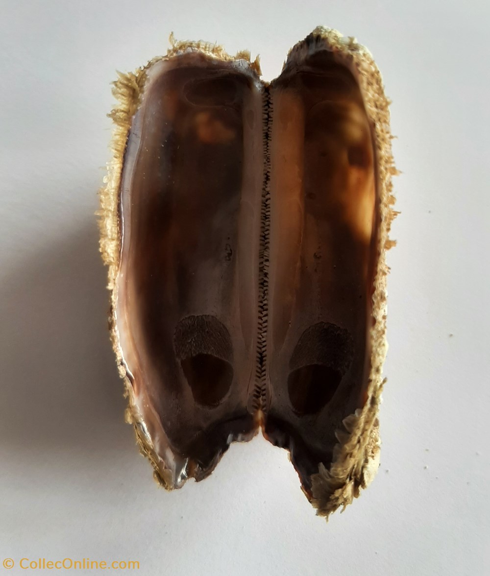 Arca noae 3 conchas y fosiles bivalvia arca noae