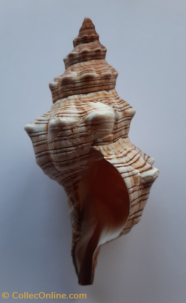 conchas y fosiles gastropoda pleuroploca trapezium