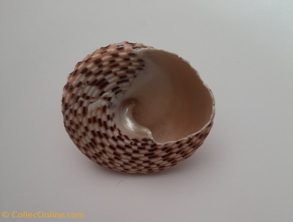 Trochus Virgatus conchas y fosiles gastropoda trochus virgatus