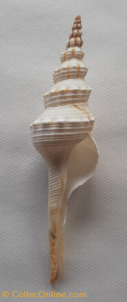 conchas y fosiles gastropoda fusinus dupetitthouarsi
