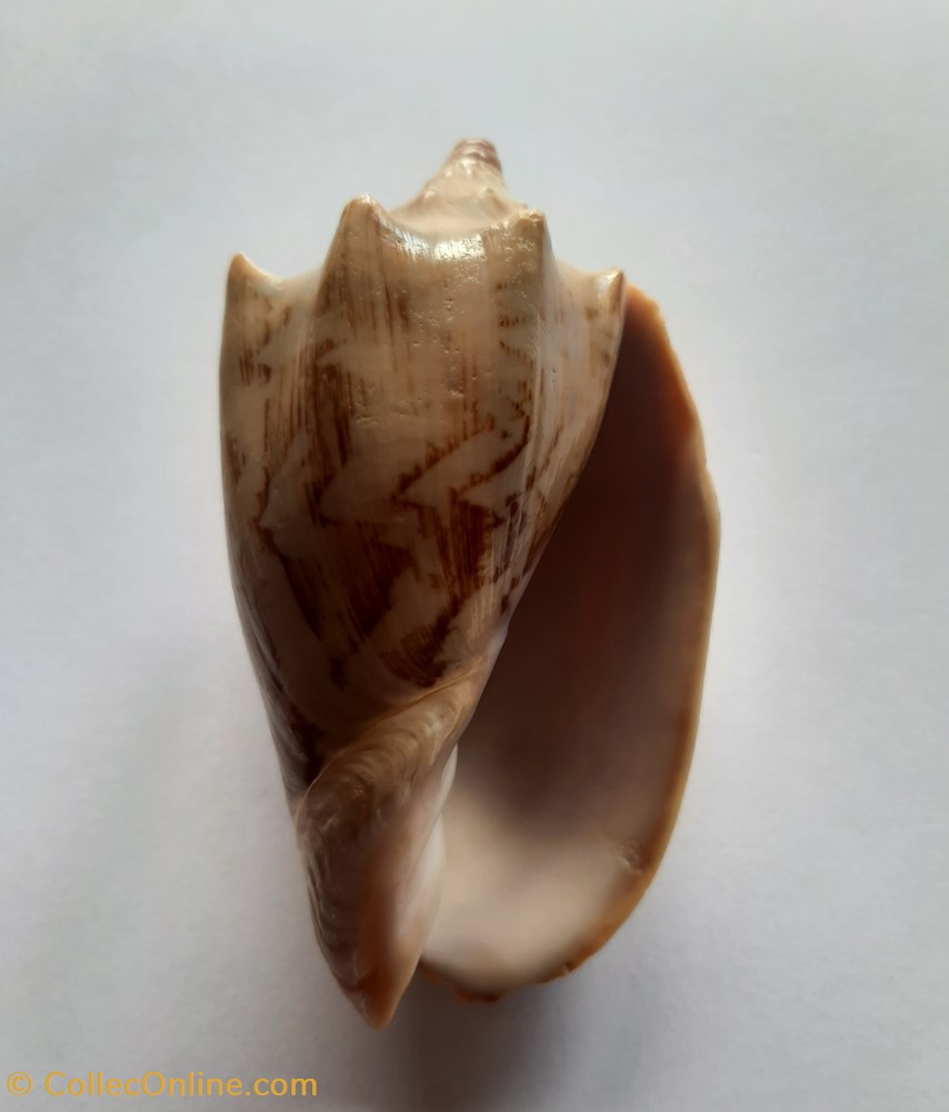 Cymbiola Vespertilio conchas fosiles gastropoda cymbiola vespertilio