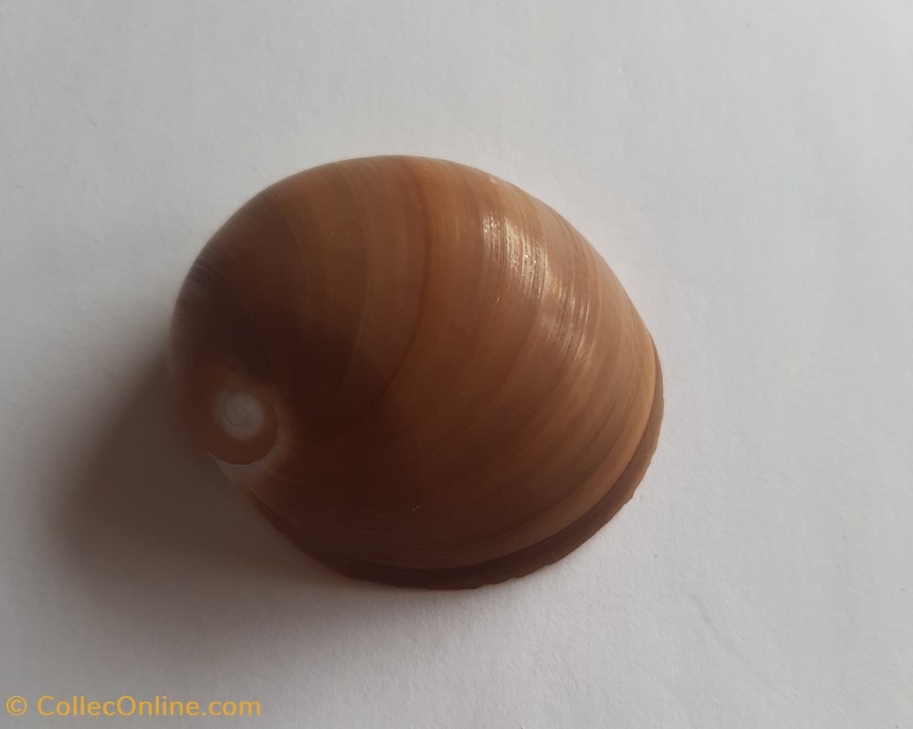 Polinices albumen conchas y fosiles gastropoda polinices albumen