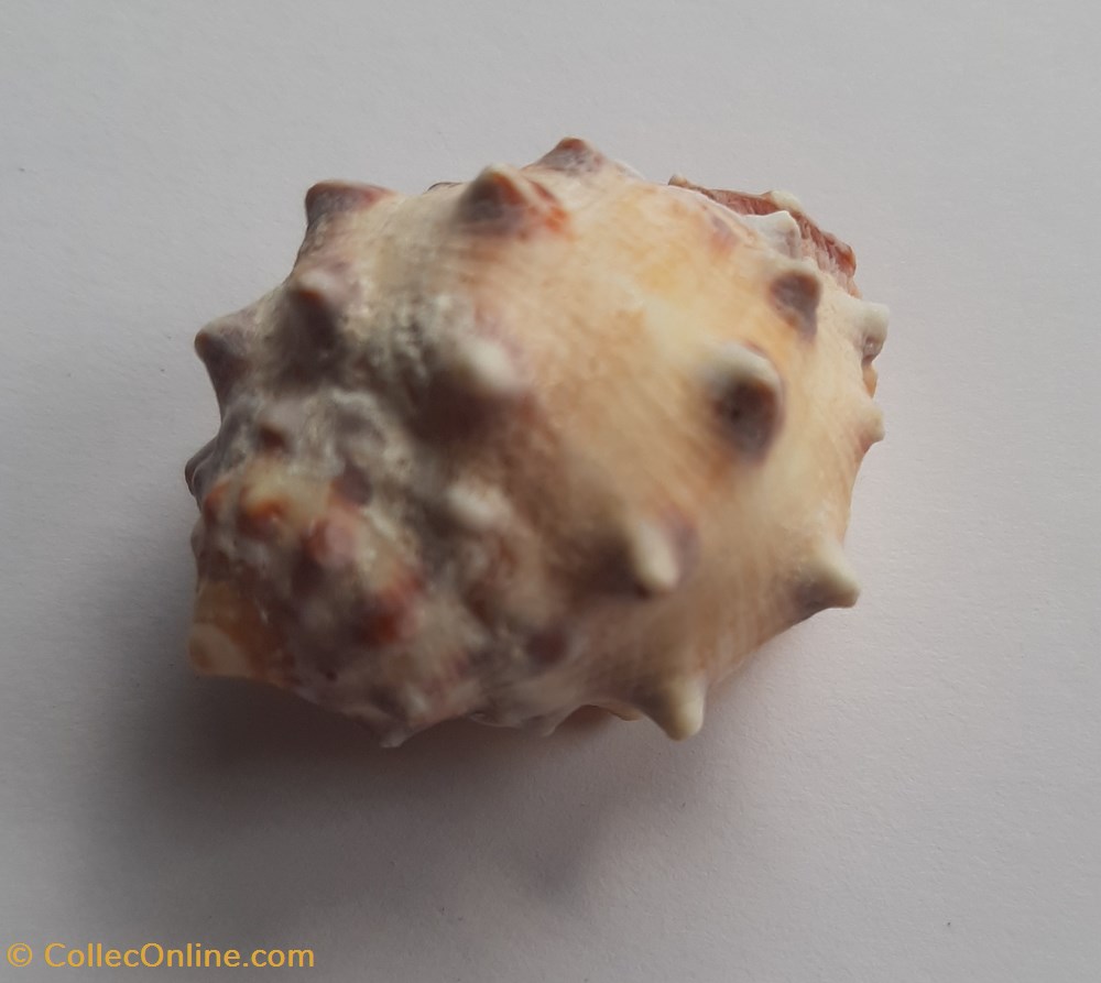 Drupa orange conchas y fosiles gastropoda drupa orange
