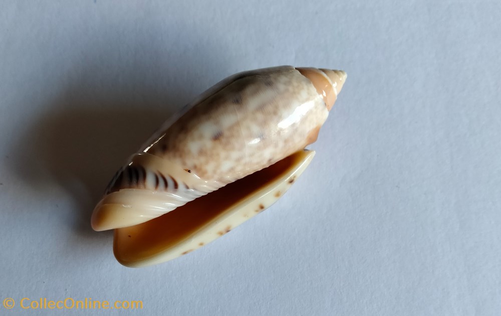 Oliva mantichora conchas y fosiles gastropoda oliva mantichora