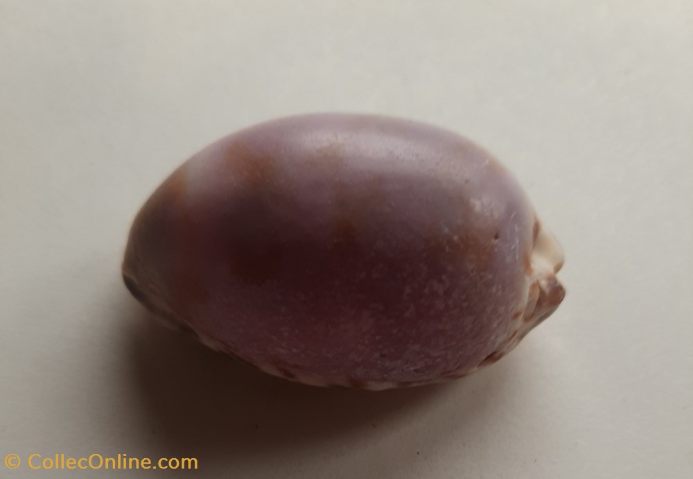 conchas fosiles gastropoda cypraea maculifera