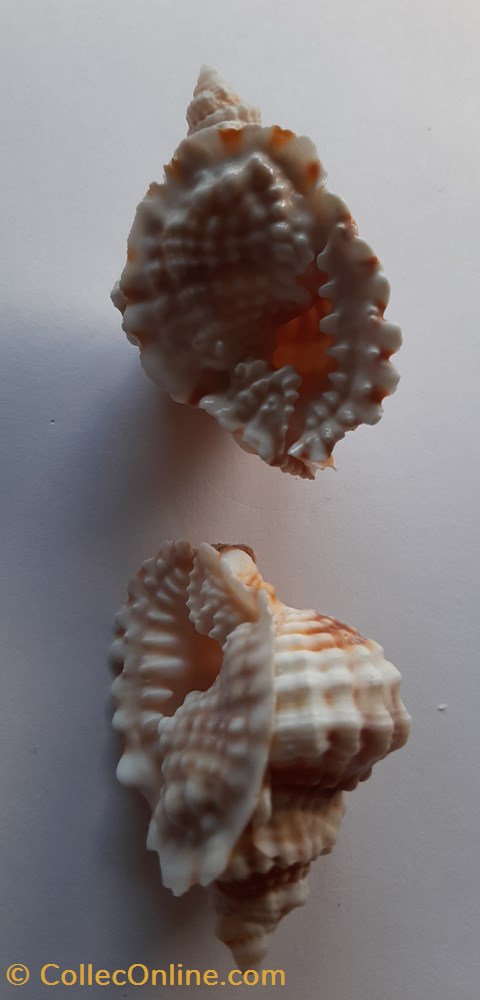 Distorsio Annus conchas y fosiles gastropoda distorsio annus