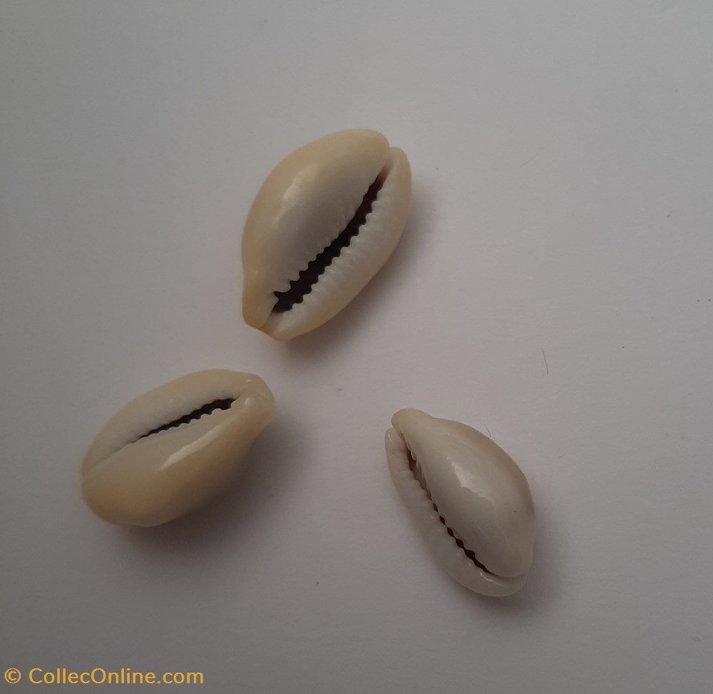 conchas y fosiles gastropoda erosaria moneta