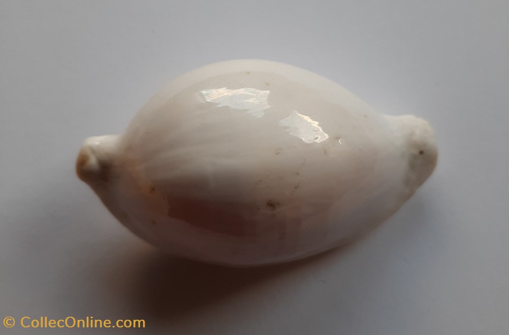 Ovula Ovum conchas y fosiles gastropoda ovula ovum