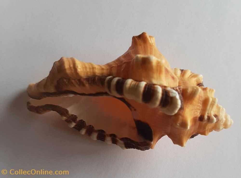 cymatium lotorum conchas fosiles gastropoda cymatium lotorum