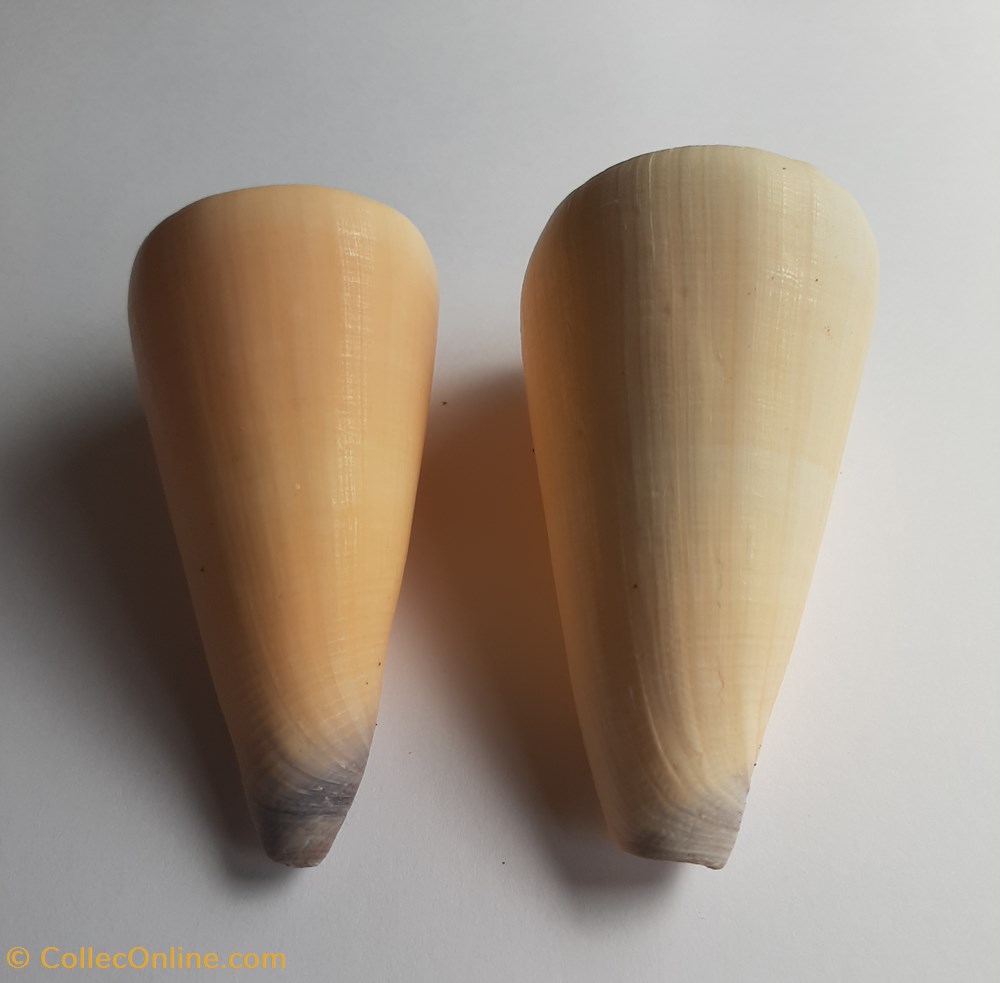 Conus virgo conchas y fosiles conus virgo
