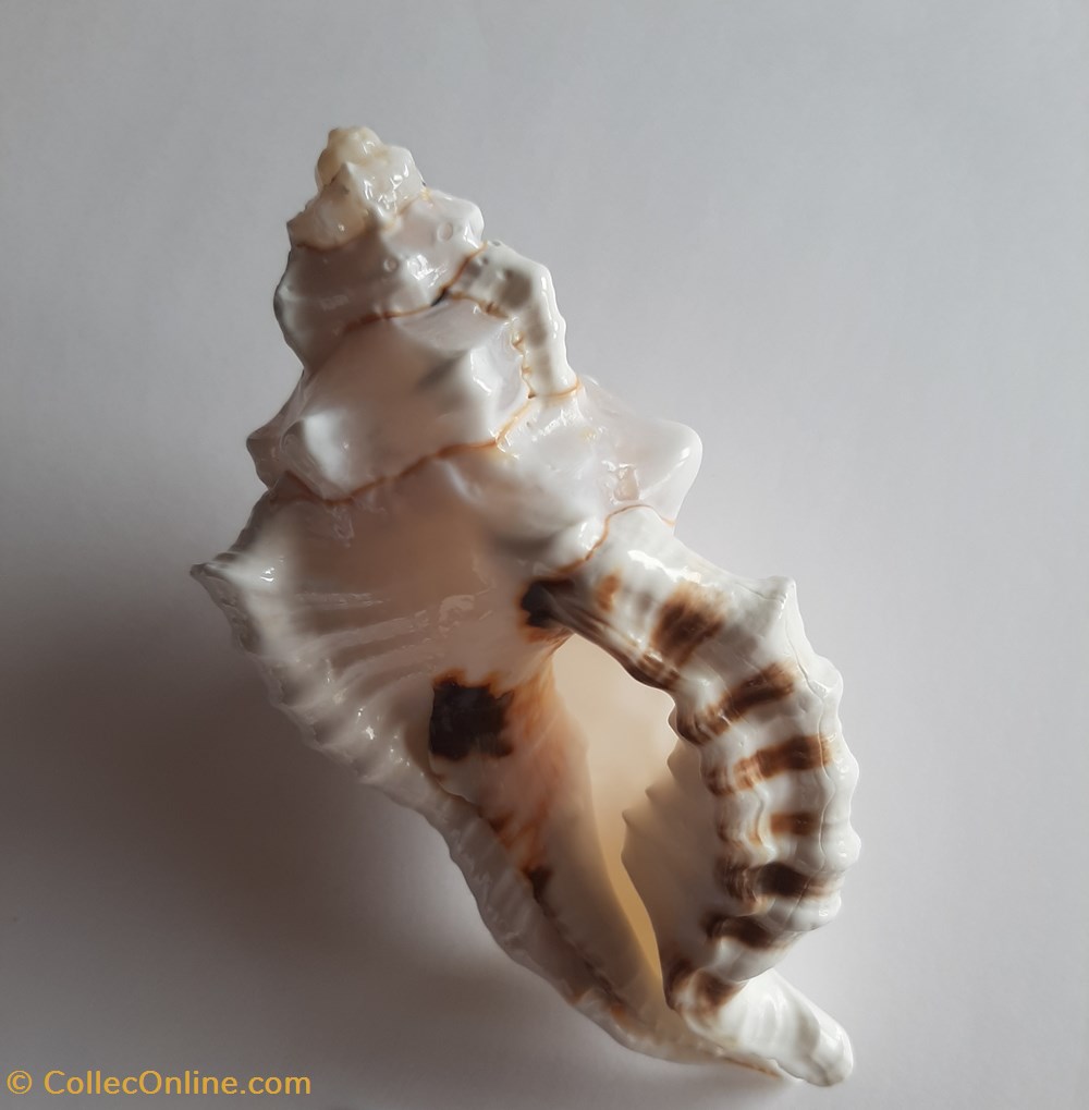 cymatium lotorum blanco conchas fosiles gastropoda cymatium lotorum blanco