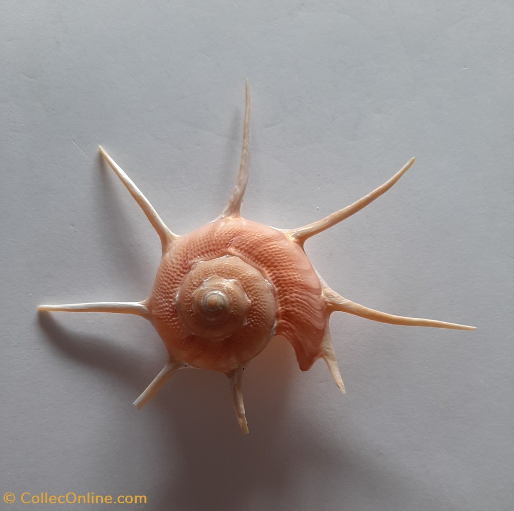 Glirfordia Yoka conchas fosiles gastropoda glirfordia yoka