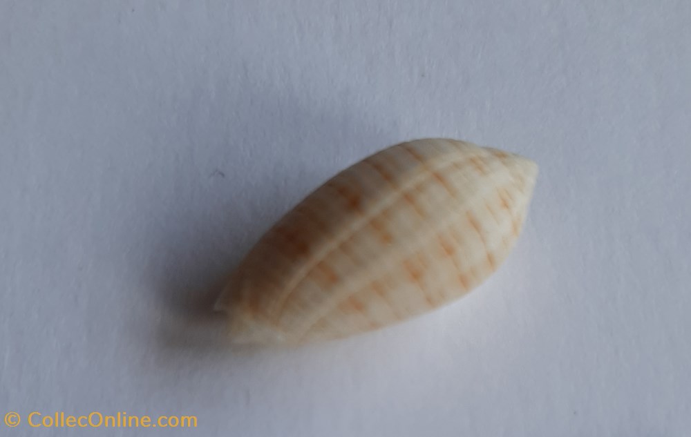 Pterygia undulosa conchas fosiles gastropoda pterygia undulosa