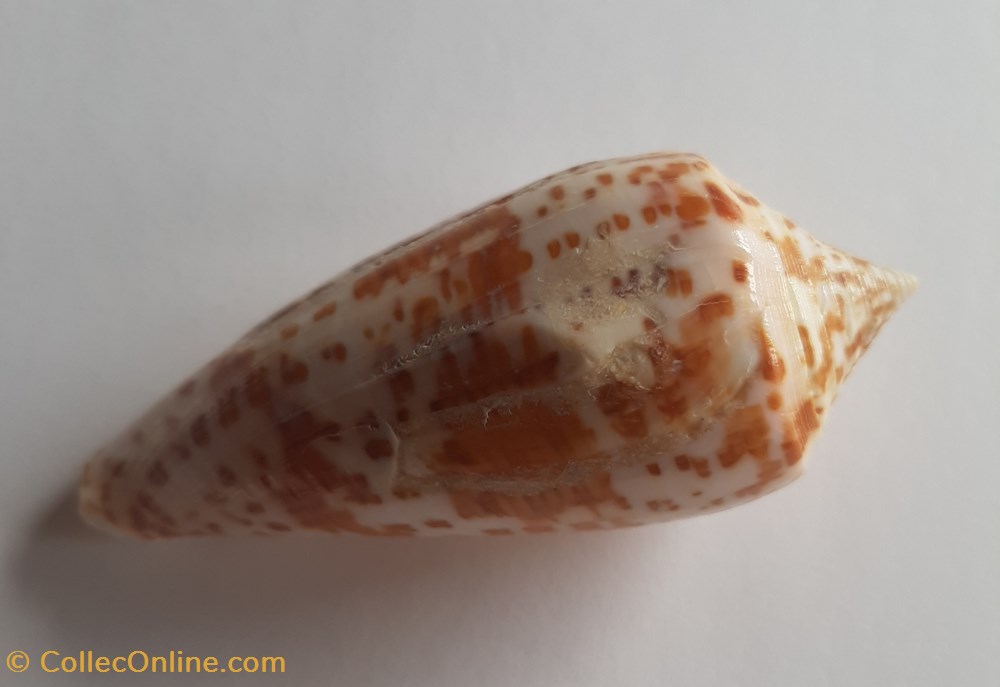 Conus lynceus conchas fosiles conus lynceus
