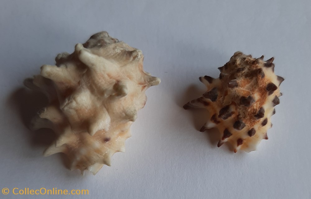 Drupa ricinus arachnoides conchas y fosiles gastropoda drupa ricinus arachnoides