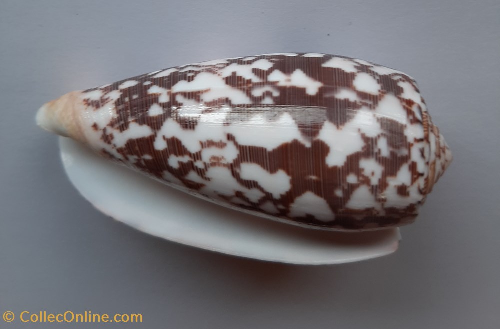 Conus Striatus conchas y fosiles gastropoda conus striatus