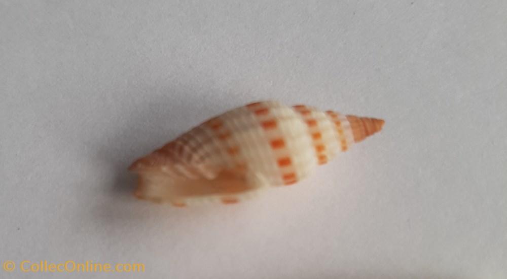 Vexilium sanguisugum conchas y fosiles gastropoda vexilium sanguisugum