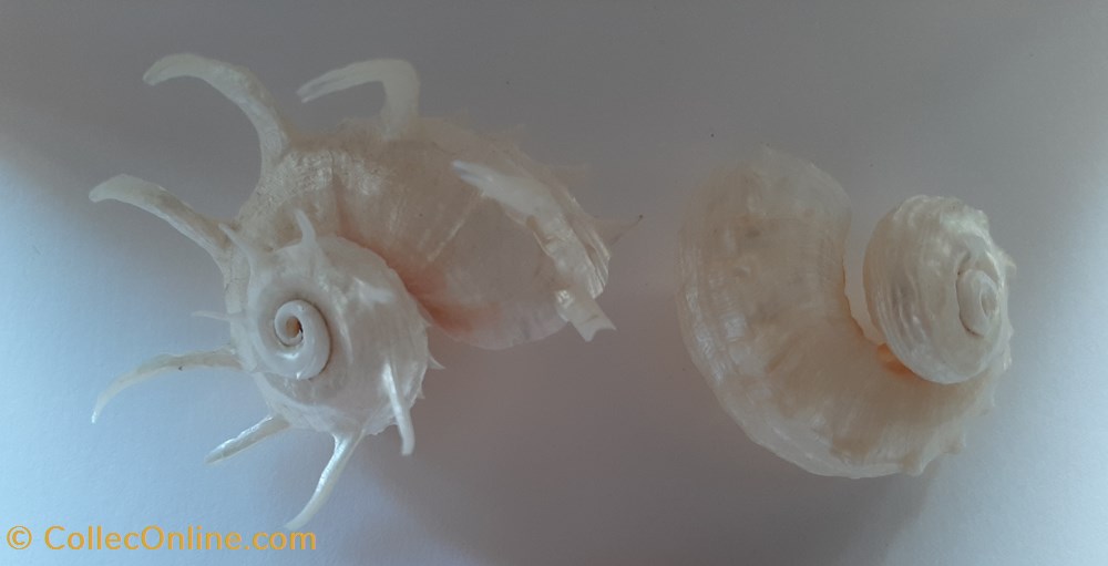 conchas y fosiles gastropoda angaria delphinus
