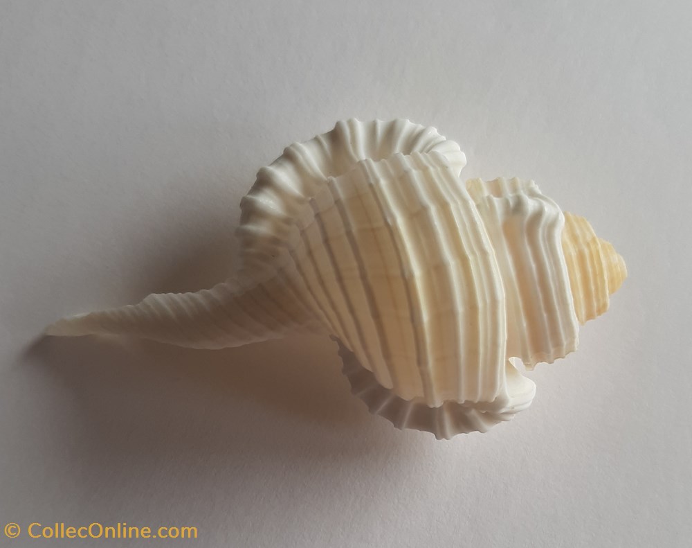 cymatium gutturnium conchas fosiles gastropoda cymatium gutturnium