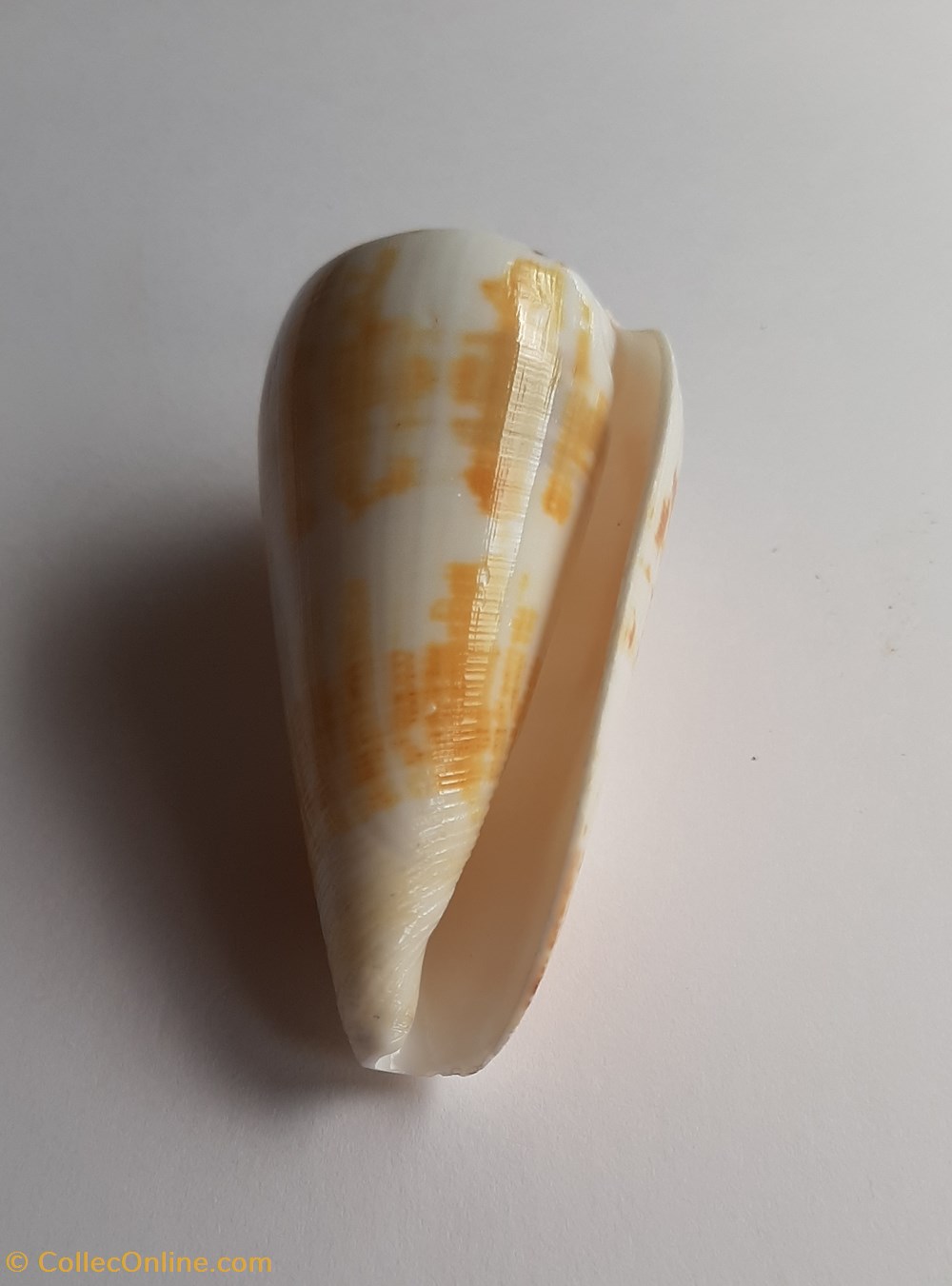 Conus magus conchas y fosiles gastropoda conus magus