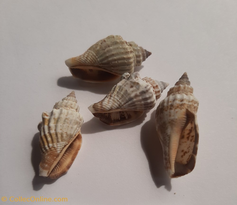 conchas y fosiles gastropoda strombus labiatus