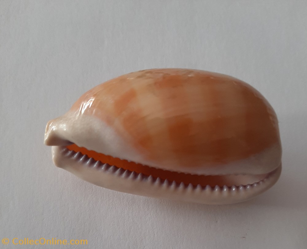 conchas fosiles gastropoda lyncina carneola