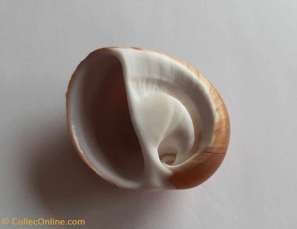 Polinices albumen conchas y fosiles gastropoda polinices albumen