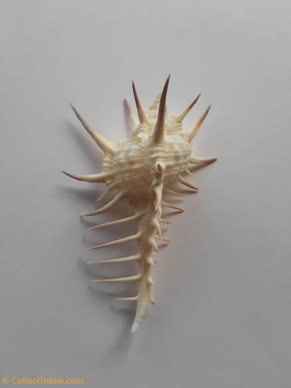 Murex Ternispina conchas y fosiles gastropoda murex ternispina