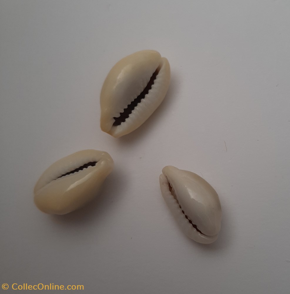 Erosaria Moneta annulus conchas y fosiles gastropoda erosaria moneta annulus