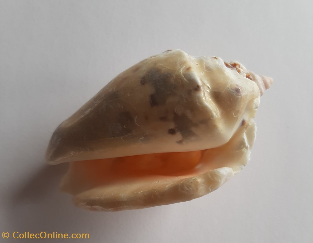 Strombus lentiginous conchas y fosiles gastropoda strombus lentiginous