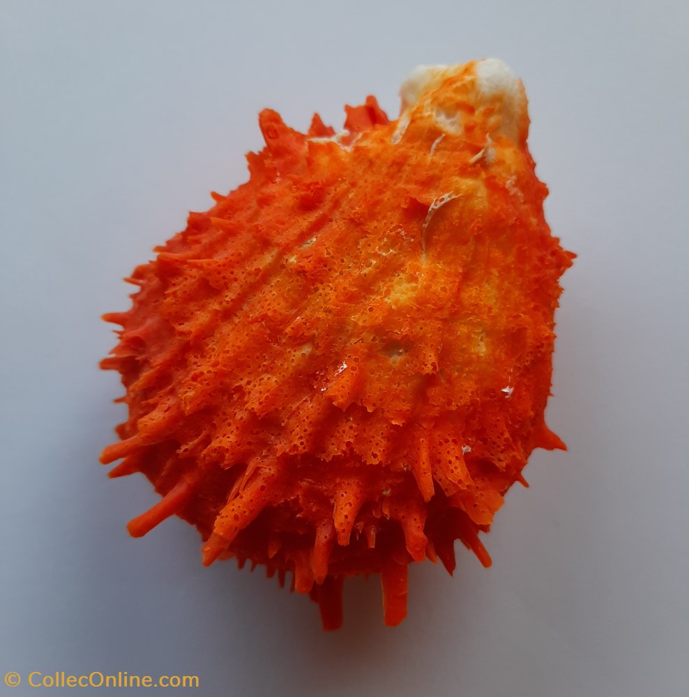 Spondylus gaederopus conchas fosiles bivalvia spondylus gaederopus