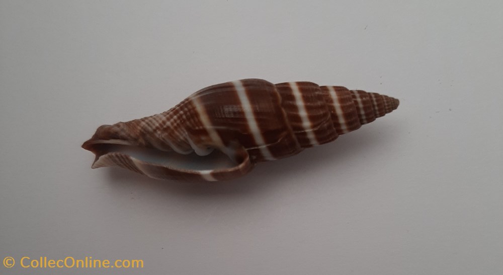 conchas y fosiles gastropoda vexilium formosense