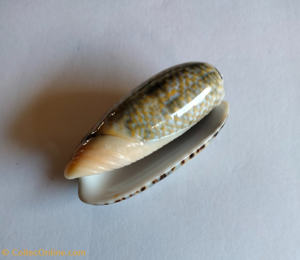 Oliva tricolor conchas y fosiles gastropoda oliva tricolor