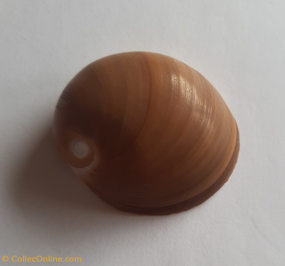 Polinices albumen conchas y fosiles gastropoda polinices albumen