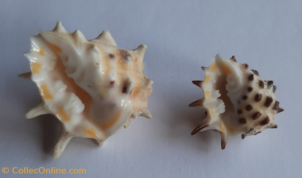 Drupa ricinus arachnoides conchas y fosiles gastropoda drupa ricinus arachnoides