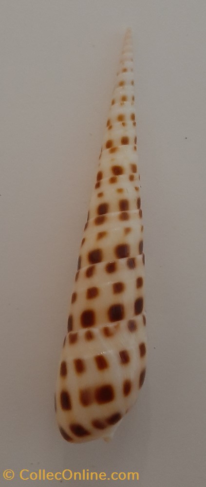 conchas y fosiles gastropoda terebra subulata